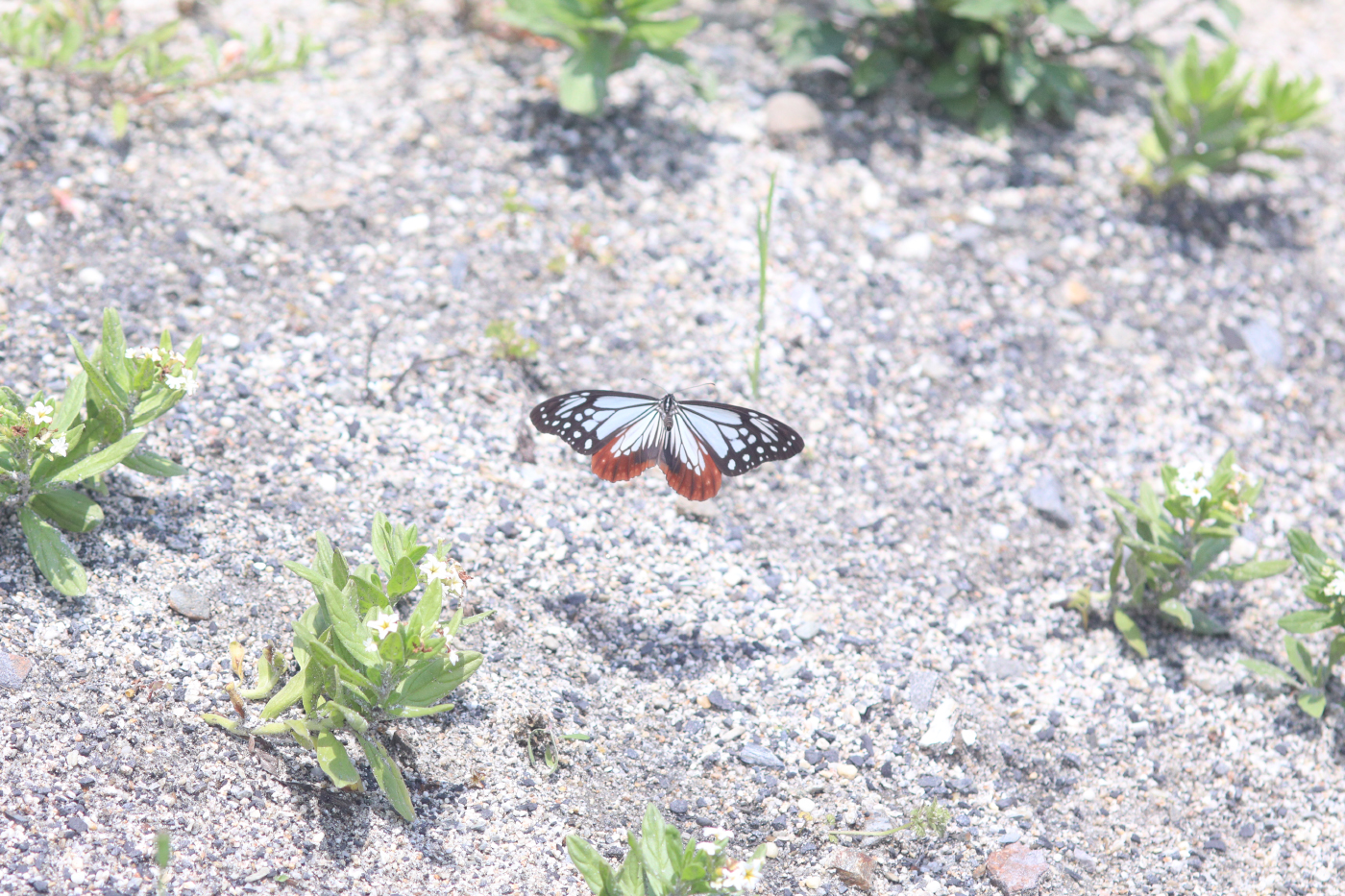 アサギマダラ飛来状況 5/18追記あり | 《公式》関崎海星館